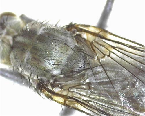 Ceratinostoma ostiorum